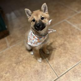 Shiba Inu Puppies from Mountain Air Shibas