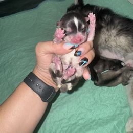 Vivienne - Gray and white female Pomsky puppy in La Verne, California from Red Cedar Pomskies