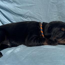August - Black and rust male Doberman Pinscher puppy in Toney, Alabama from Bhon Mhuir Dobermanns