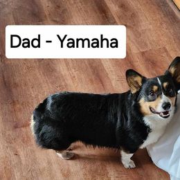 Yamaha - Pembroke Welsh Corgi