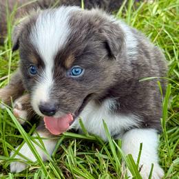 Light Blue - Dilute blue female Australian Shepherd puppy in Iola, Texas from MK Aussies