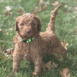 Lime Collar Boy - Red  male Goldendoodle puppy in Colorado Springs, Colorado from Pikes Peak Doodles