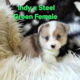 Green collar - Blue female Pembroke Welsh Corgi puppy in Wayne City, Illinois from Lash Livestock & Corgis