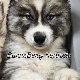Gemini - Agouti and white female Siberian Husky puppy in East Tawas, Michigan from BurnsBerg's Woolies