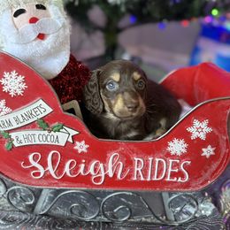 Biscuit - Chocolate and cream male Dachshund puppy in Menifee, California from TeenieWeenieDoxies