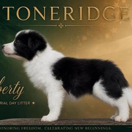 Liberty - Black female Border Collie puppy in Shell Knob, Missouri from Stoneridge Kennel