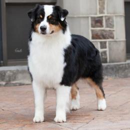 Marley - Australian Shepherd