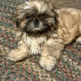 Willie - Brindle male Shih Tzu puppy in Scottdale, Pennsylvania from Nancy’s Majestic Shih Tzus