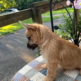 Big Red Beautiful Boy - Red male Cairn Terrier puppy in Blaine, Tennessee from Rose Brier Pembroke Welsh Corgis