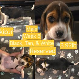 SkipJr-Yellow Male - Black white and tan male Beagle puppy in Bemidji, Minnesota from Nse Farms Beagles