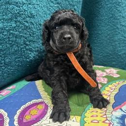 Cheers - Blue male Poodle puppy in Athol, Massachusetts from DoeValley Standard Poodles