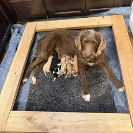 Cream girl - Cream female Labradoodle puppy in Churchill County Fallon, Nevada from Card Family Ranch