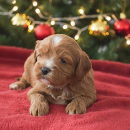 Bouncer - Red male Cavalier King Charles Spaniel puppy in Honey Brook, Pennsylvania from Stoltzfus Family Puppies (license number 18844)