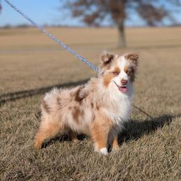Chief - Miniature Australian Shepherd