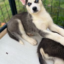 Siberian Husky Puppies from Mount Hope Siberians