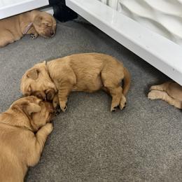 Belle - Dark golden female Golden Retriever puppy in Middleburg, Pennsylvania from South Hill Golden Retrievers