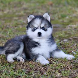 Eye Candy - Black and white male Pomsky puppy in Denham Springs, Louisiana from Bayouland Pomskies
