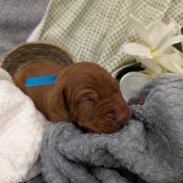 Boy 2 - male Vizsla puppy in Lexington, Kentucky from Summit Vizsla (we can deliver to you)