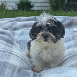 Roderick- Orange Collar - Black and white male Shorkie puppy in Troy, Ohio from Ever After Tails