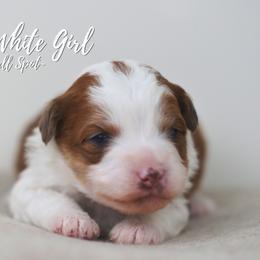 Red White Small Spot - Brown and white female Aussiedoodle puppy in Plain City, Utah from Myers Desert Doodles