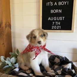 Australian Shepherd Puppies from Ozark Mountain Aussies