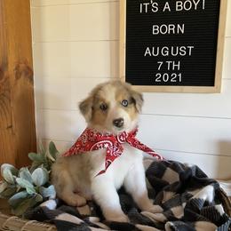 Australian Shepherd Puppies from Ozark Mountain Aussies