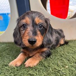 Chumsley SILKY WIREHAIR - Dapple male Dachshund puppy in Duncan, Arizona from Bootheel Doxies & Poms