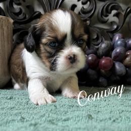Conway - Black gold and white male Cavatzu puppy in Grove, Oklahoma from Rocky Oak Cavaliers & Biewer Terriers LLC