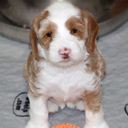 Yellow Collar Girl - Caramel red female Australian Labradoodle puppy in Corrales, New Mexico from Desert Waves Labradoodles