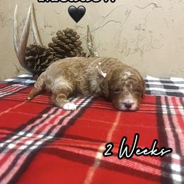Meadow - Red  female Goldendoodle puppy in Runaway Bay, Texas from Green Ranch Doodles