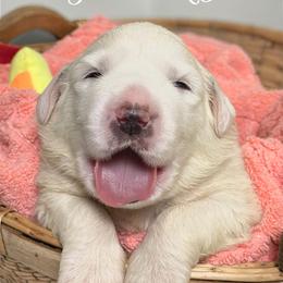 Light Pink Girl - White female Great Pyrenees puppy in Red Bluff, California from River's Bend Walnut Orchard