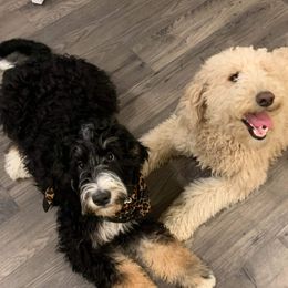 Bernedoodle and Poodle All Grown Up from Sweet Tea Kennels