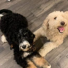 Bernedoodle and Poodle All Grown Up from Sweet Tea Kennels