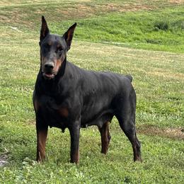 Macy - Doberman Pinscher