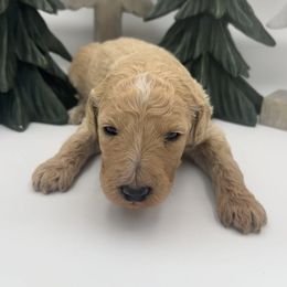 Lorelai Gilmore - Cream female Goldendoodle puppy in Alton, Missouri from Roberts Farm Doodles
