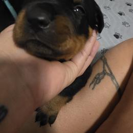 Rottweiler Puppies from Rottbies