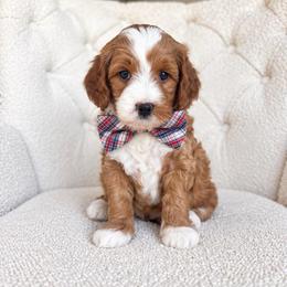 Apollo - Red  male Goldendoodle puppy in Sterling, Illinois from Charley's Goldendoodles
