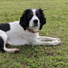 English Springer Spaniel All Grown Up from Sho-Me Springers