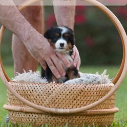 Praline - Tri-color female Bernedoodle puppy in Denham Springs, Louisiana from GimiPup Doodles
