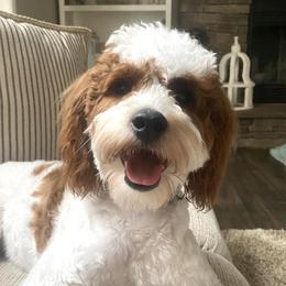 Koko - Goldendoodle