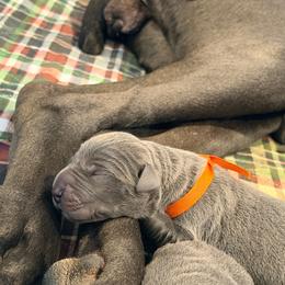 Puppy - Blue male Great Dane puppy in Baltimore, Ohio from River Rock Danes