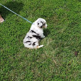 Australian Shepherd Puppies from Brouillard Farm