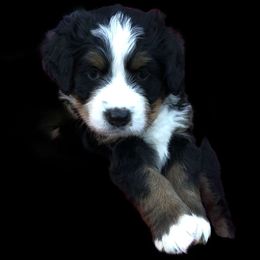 Bernese Mountain Dog Puppies from Willow Creek Bernese Mountain Dogs