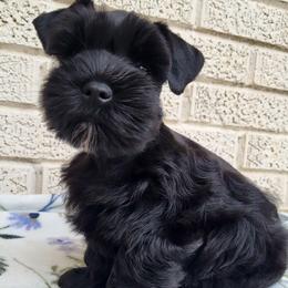 Girl 2 - Black female Miniature Schnauzer puppy in Crestview, Florida from Mert's Creek Miniature Schnauzers