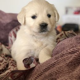 Golden Retriever Puppies from Brightside Goldens