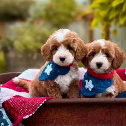 Goldendoodles and Poodles from Wright Doodles & Poodles