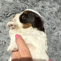 Liver pepper parti - Liver male Miniature Schnauzer puppy in Kaufman, Texas from KK’s Krazy Kennels
