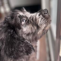 Benjamin Button King - Black male Goldendoodle puppy in Calhan, Colorado from Snowy Goldens LLC