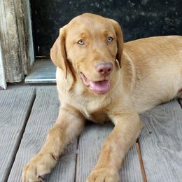 Labrador Retrievers, Pekingese, Poodles, Shih Tzus, and Yorkshire Terriers from Silver Bells Paw Prints
