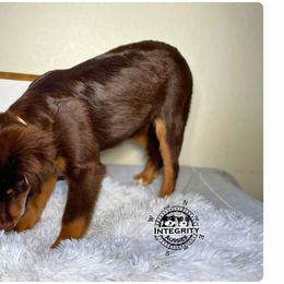 Australian Shepherd and Miniature Australian Shepherd Puppies from Integrity Aussies Tx